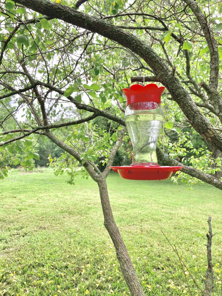 Red hummingbird feeder hanging in tree