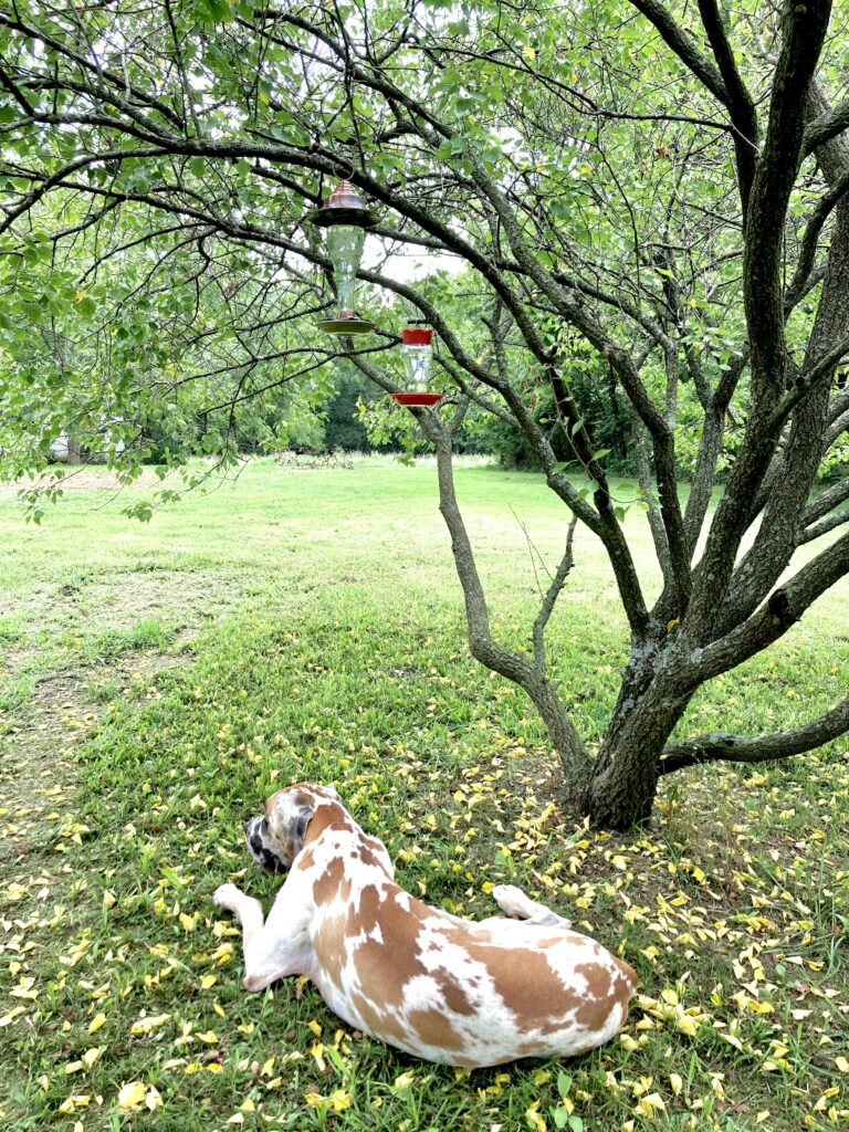 Two hummingbird feeders hanging in a tree