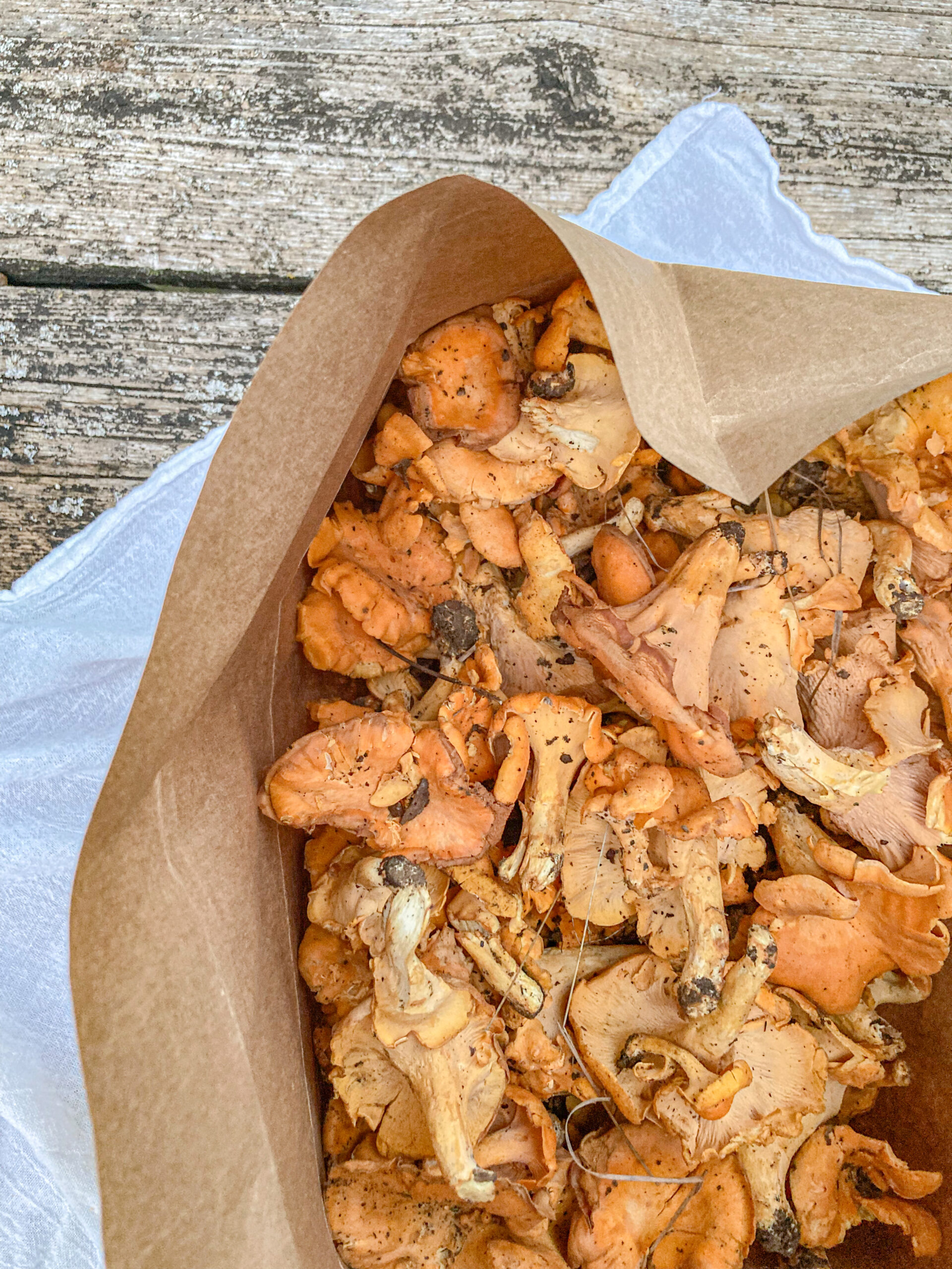 How to Identify Golden Chanterelle Mushrooms